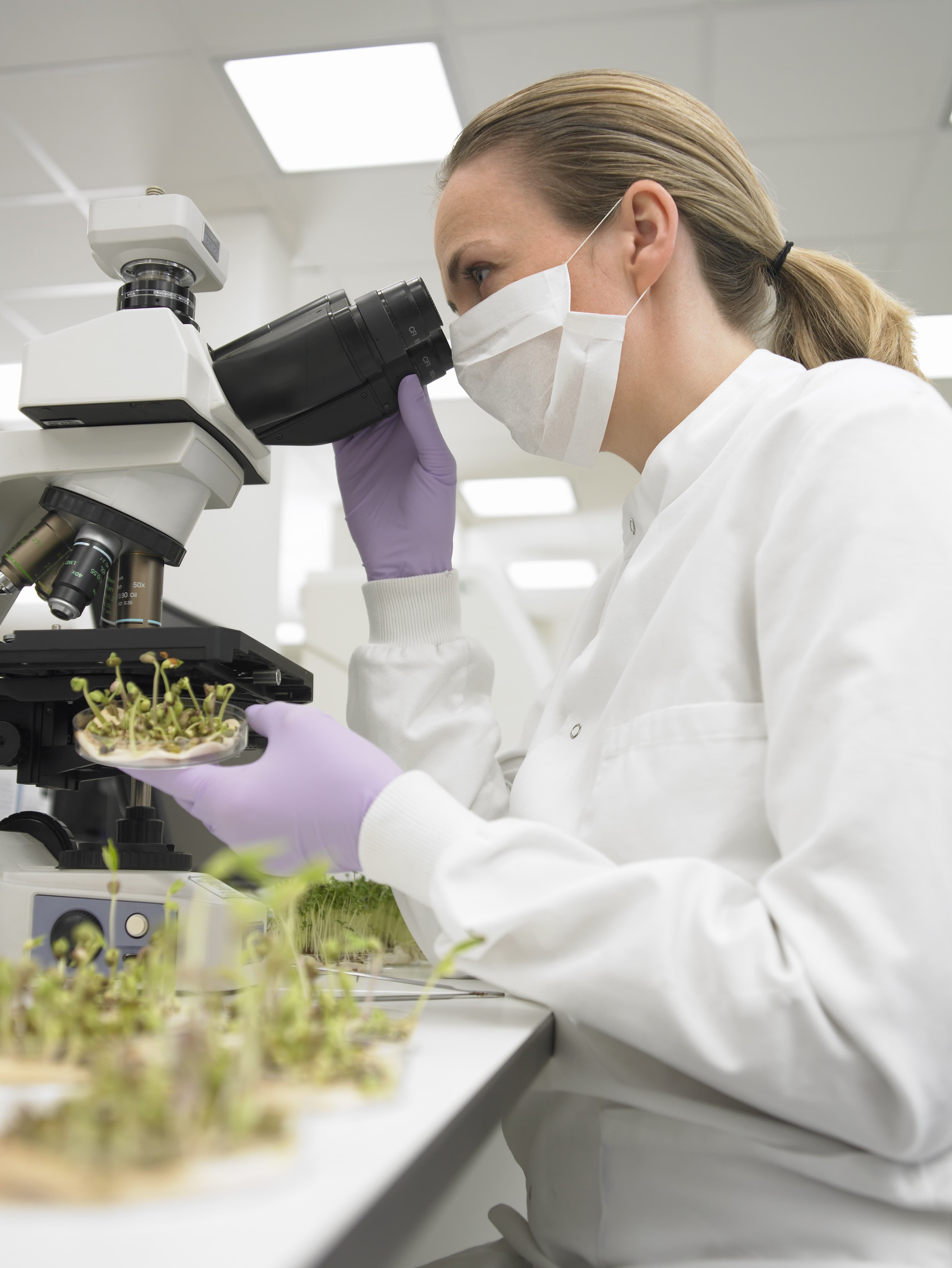 Microscopie optique :  acquérir les bases théoriques et pratiques