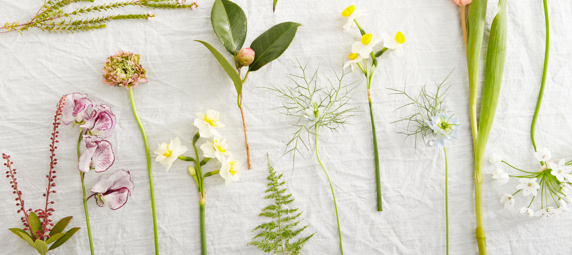 Formation La morphologie des plantes à fleurs à distance