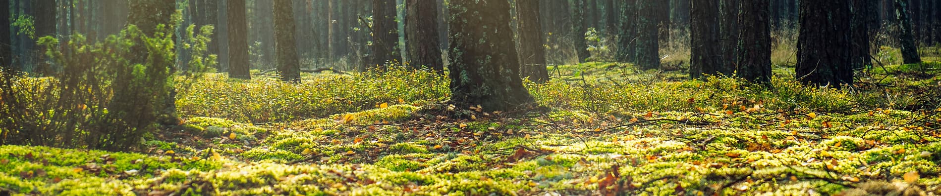Environnemental et végétal