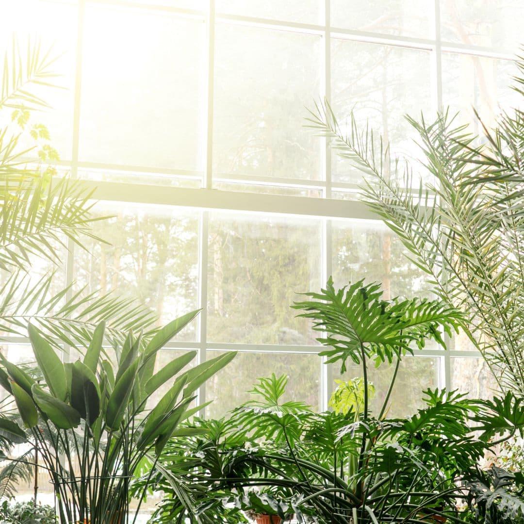 Botanique