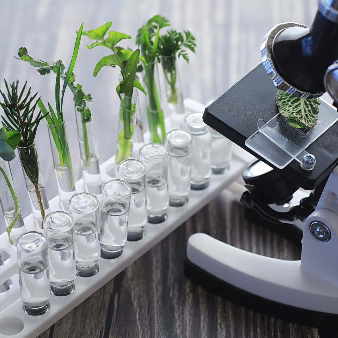 Plantes et chimie