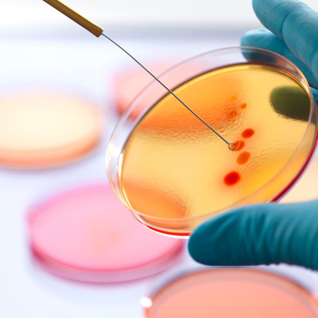 Microbiologie
