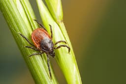 Maladie de Lyme :  une pathologie complexe - à distance