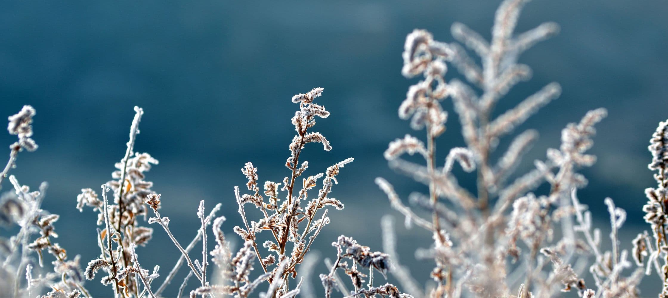 Taxonomie et nomenclature